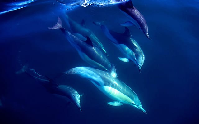 Swimming with dolphins in Fiji