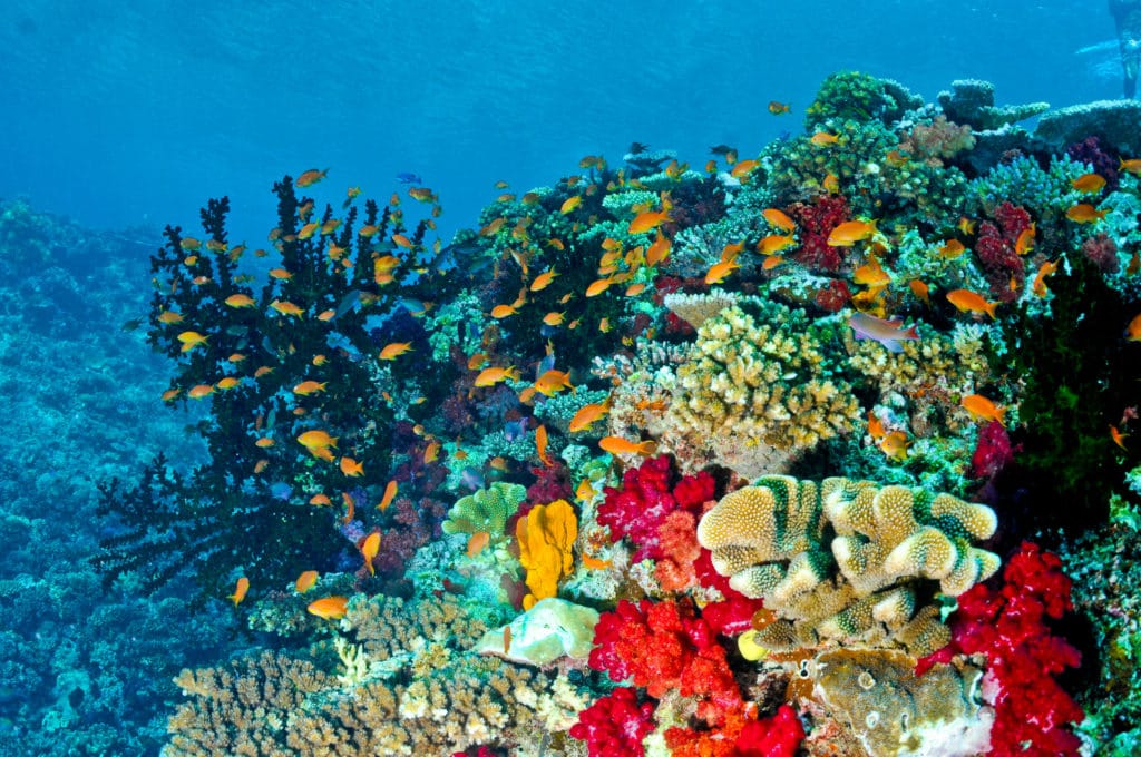 Best diving in Fiji with underwater beauty