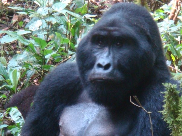 mountain gorillas in Bwindi