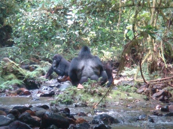 mountain gorillas in Bwindi