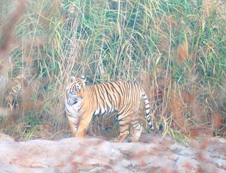 On the hunt for India's endangered Bengal Tiger in Rajasthan