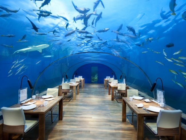 A shark overhead while dining at the conrad maldives