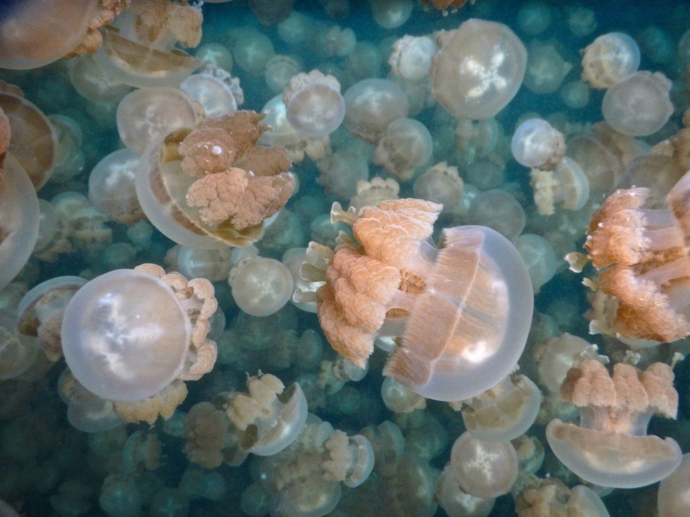 Jellyfish Lake, Palau is one of the most incredible places