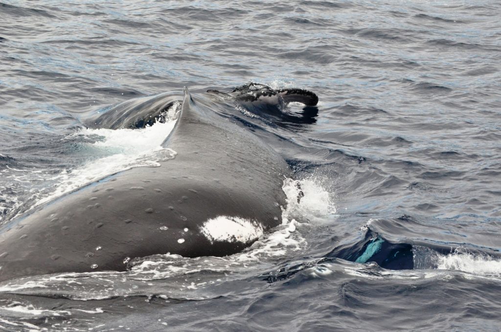 Humpback whale in Tonga