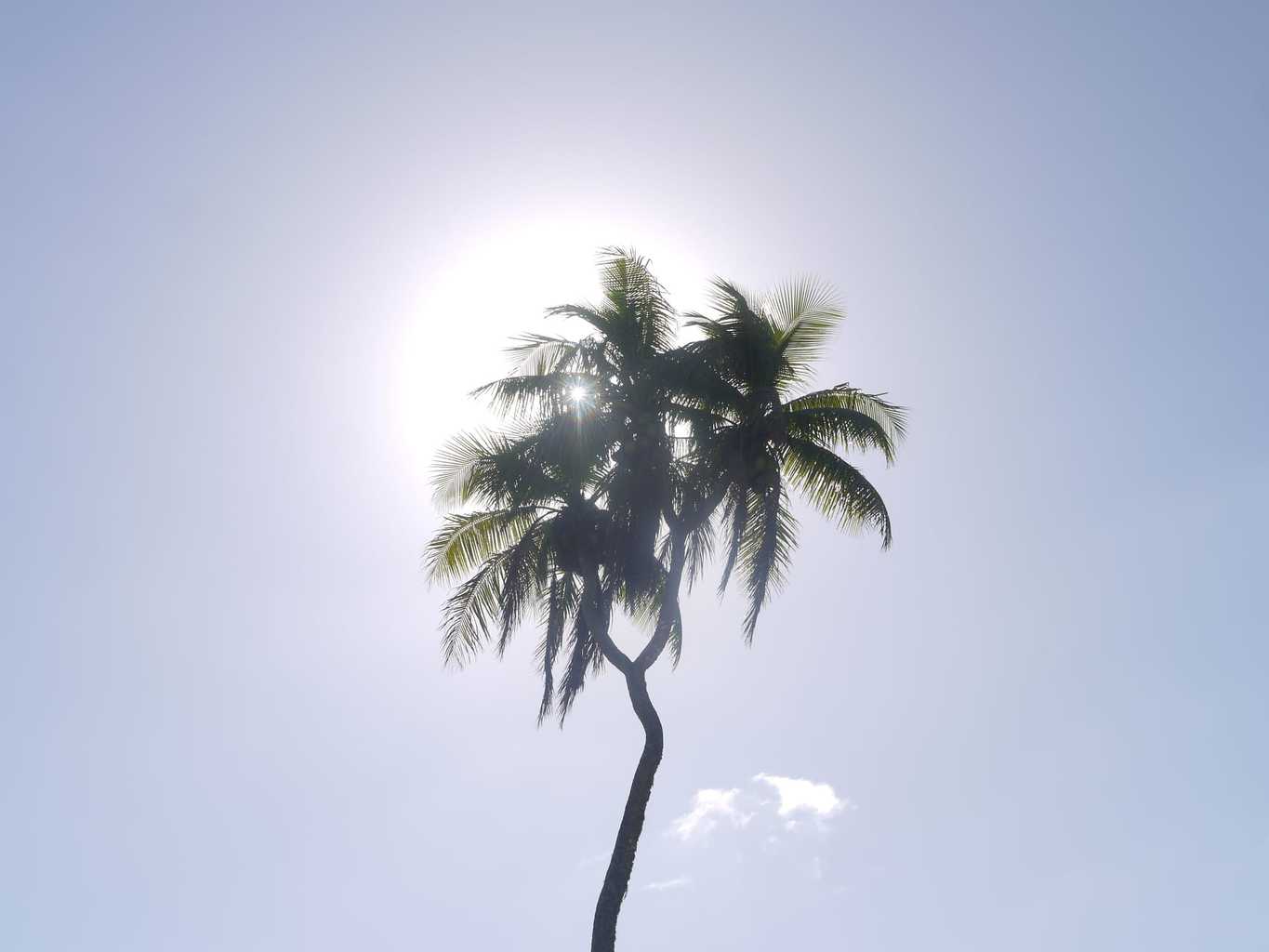 Three-headed palm tree in Nuku'alofa