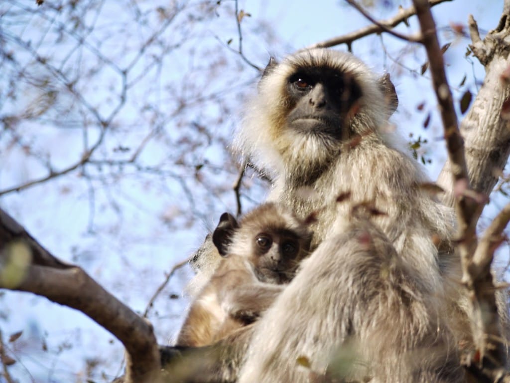 Curious monkeys 