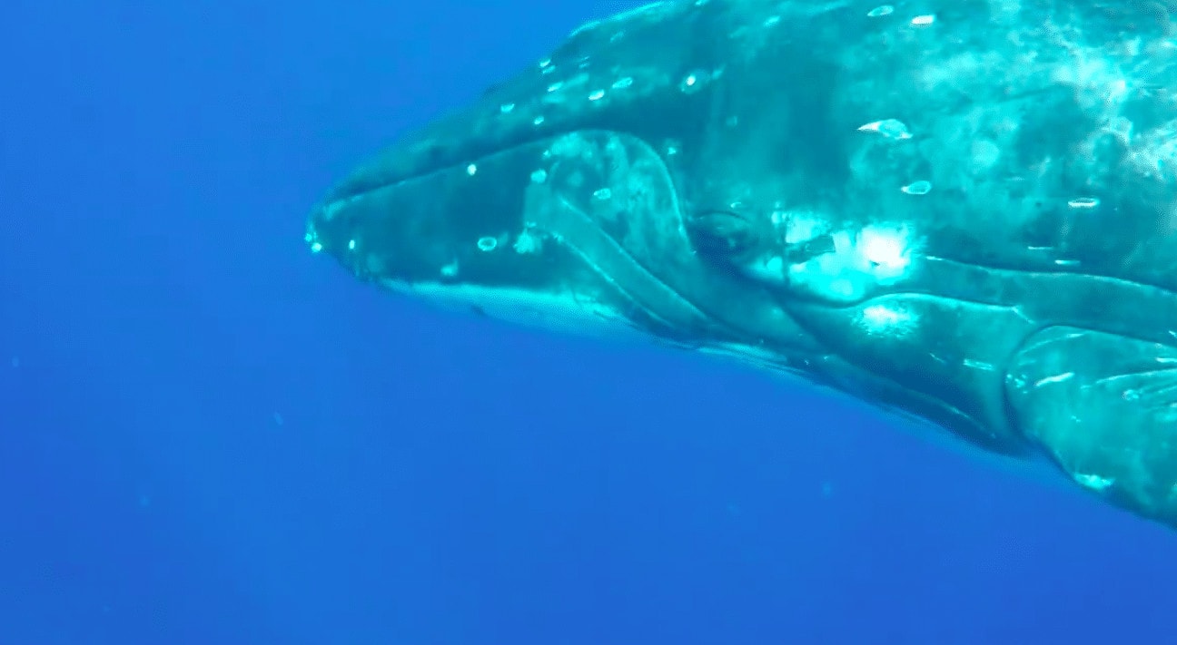 humpback whales in Tonga
