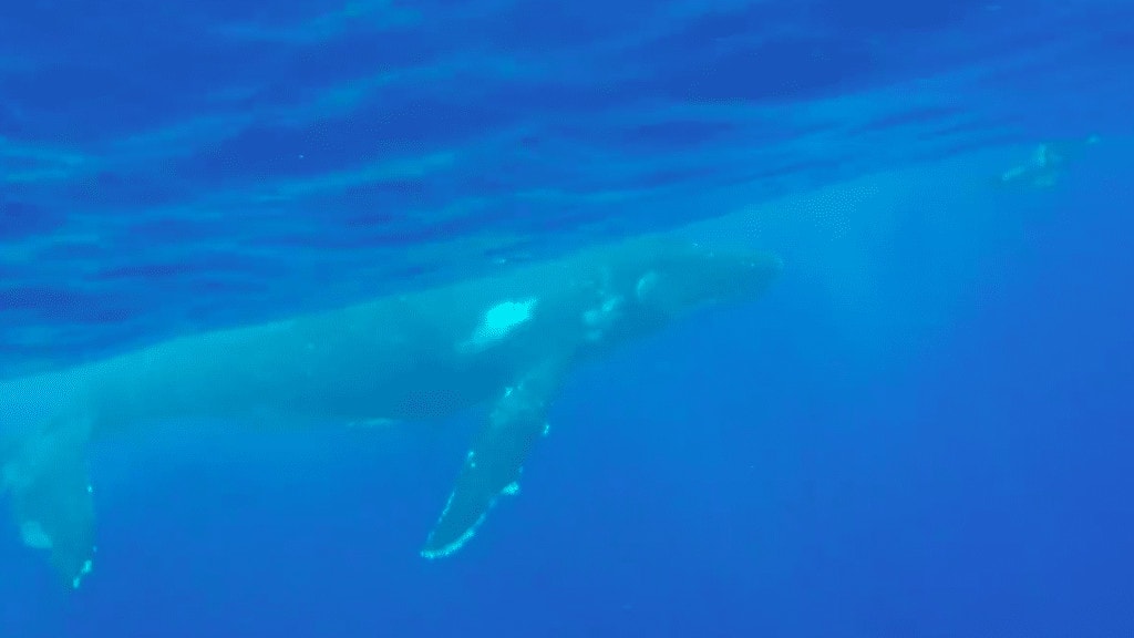 Humpback whales in Tonga