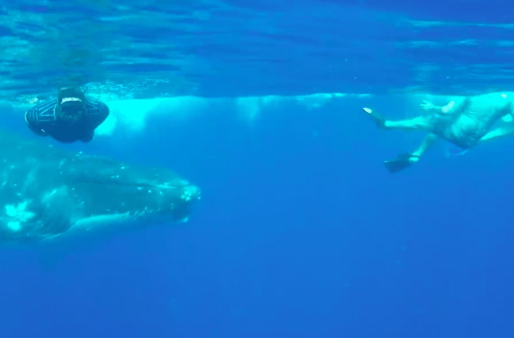Humpback whale in Tonga