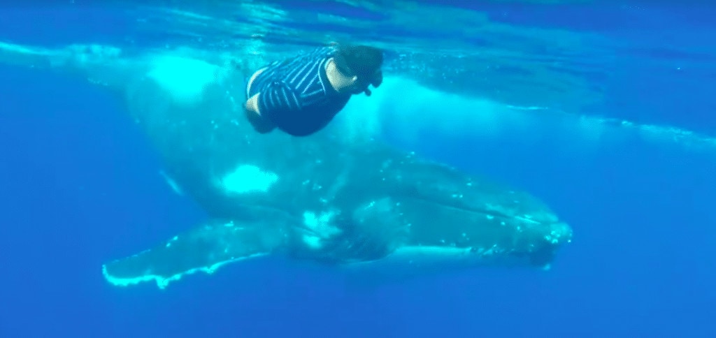 Humpback whales in Tonga