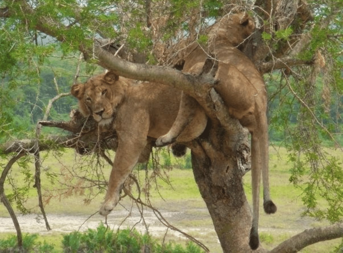 Tree climbing lions, Uganda
