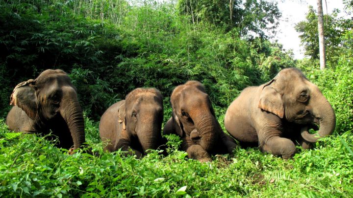 The elephants
