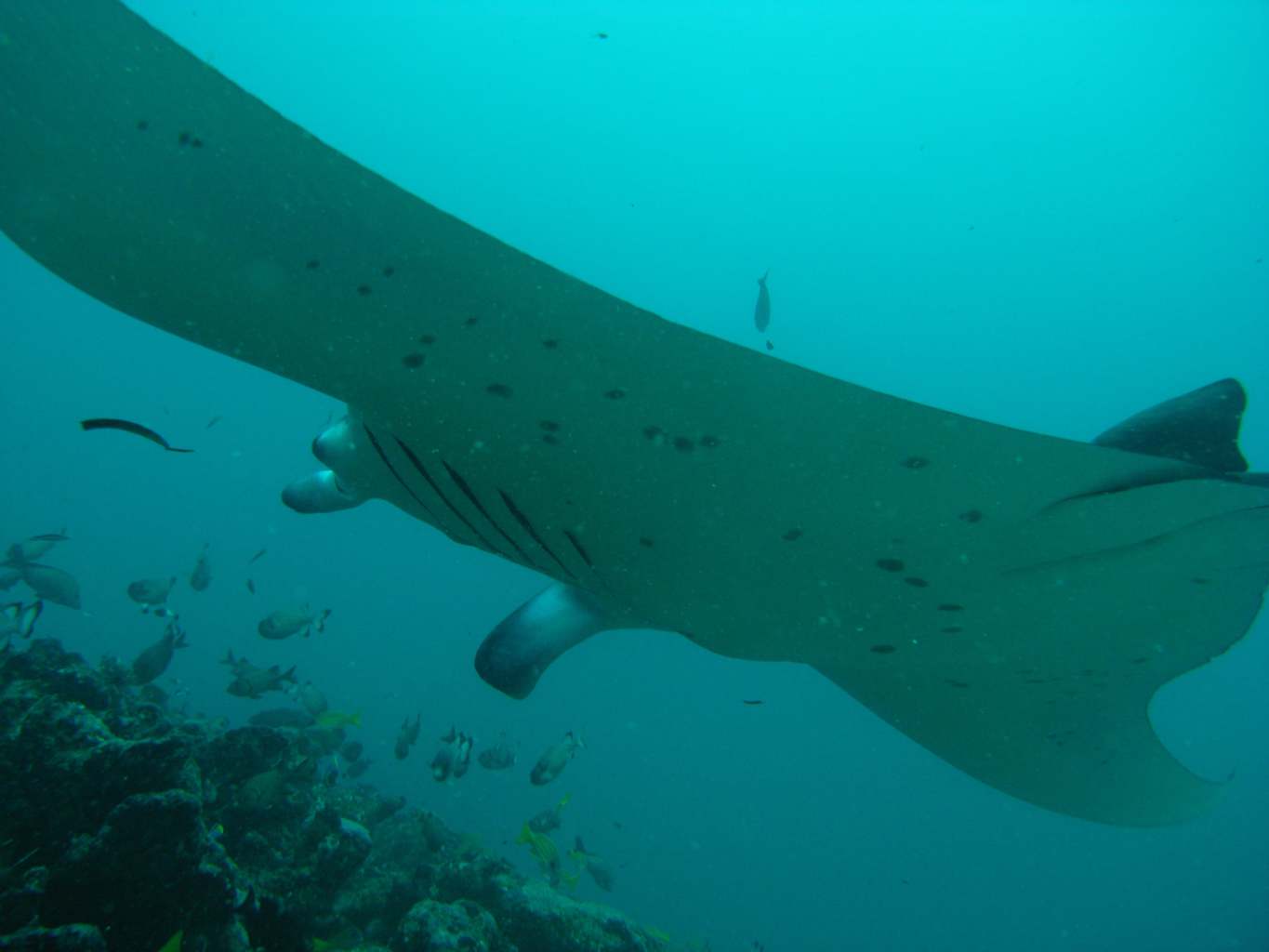 diving with mantas