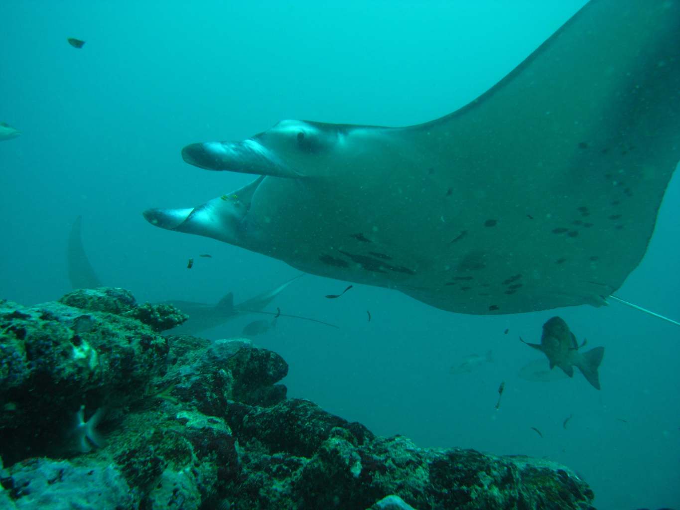 a manta ray passing the reef