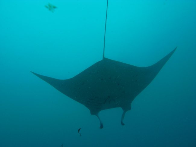 A manta gliding away