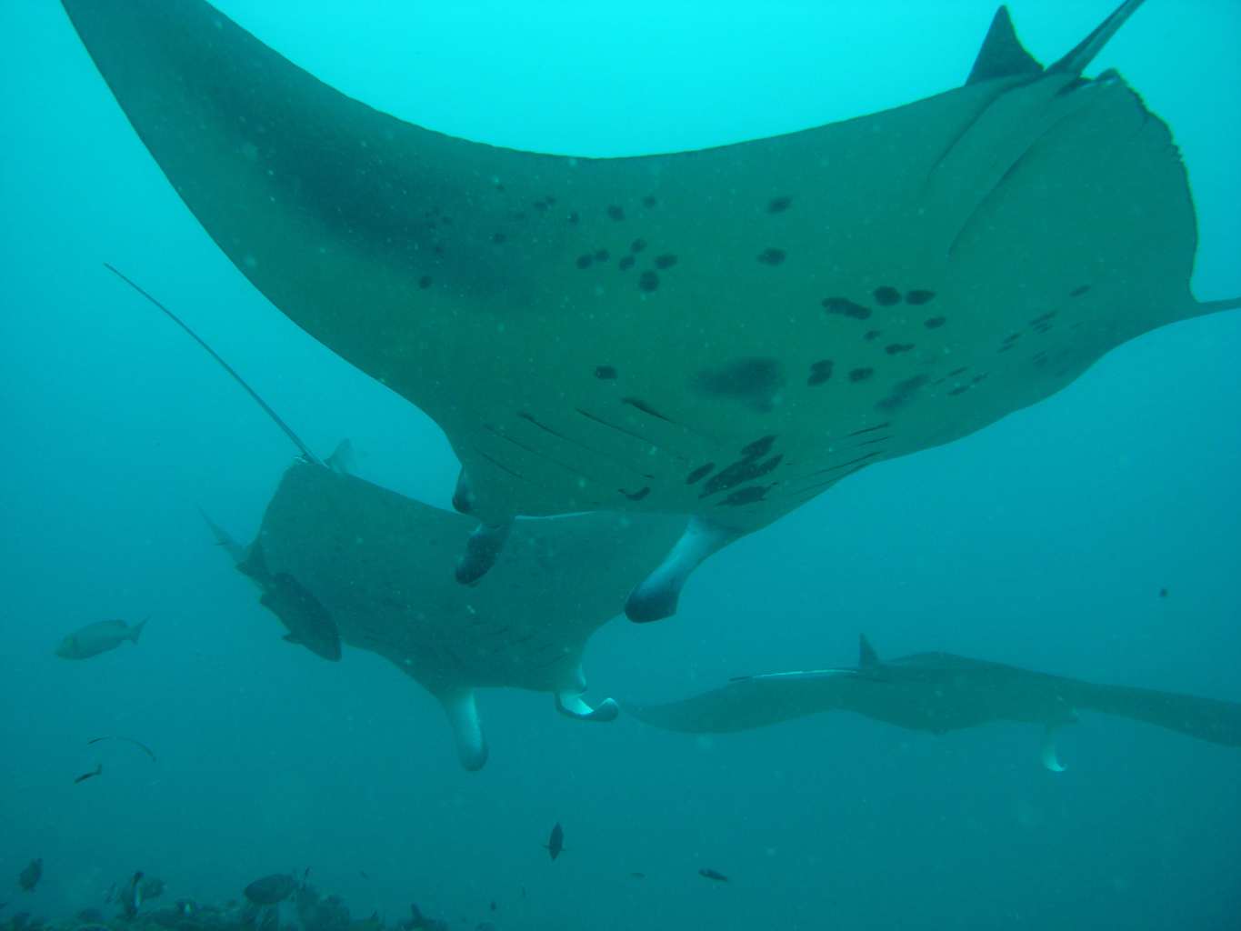 diving with mantas