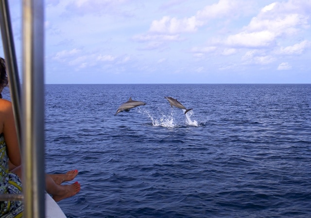 What to do at Six Senses Laamu dolphin watching