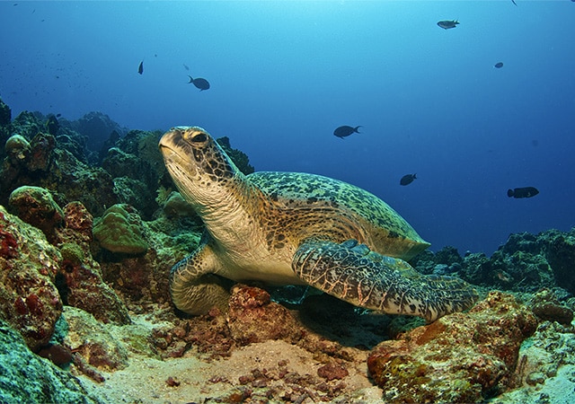 Snorkeling at the Maldives