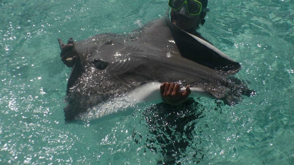 feeding sting rays in Bora Bora