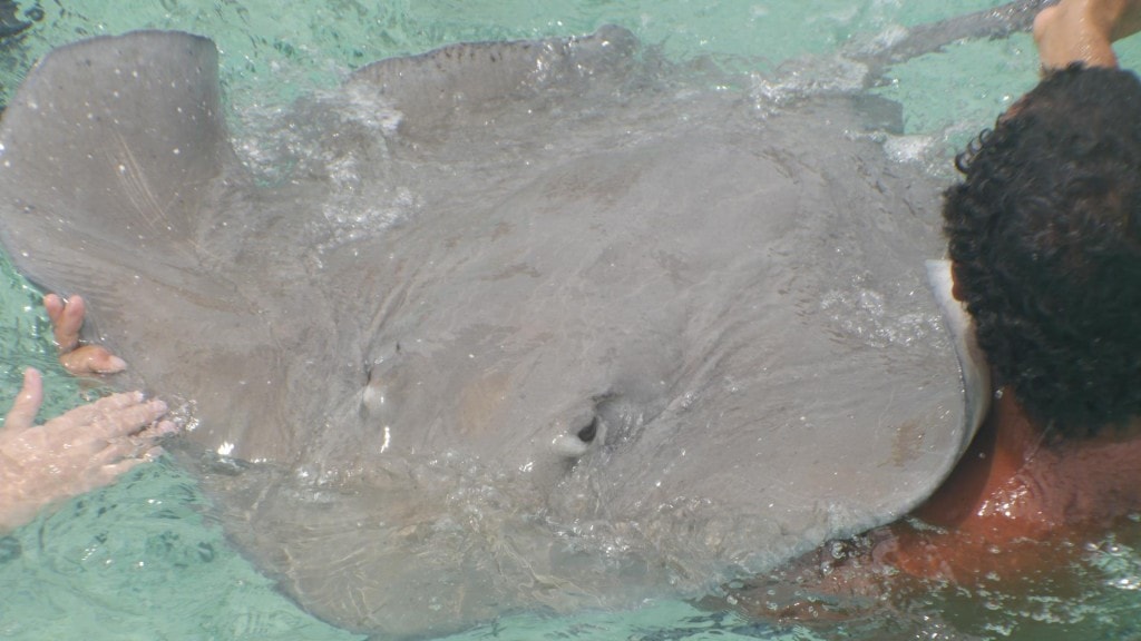 feeding stingrays in bora bora