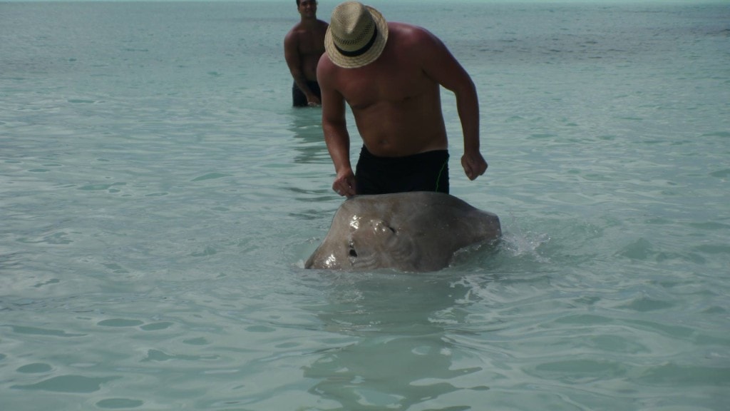 Sting rays in Bora Bora