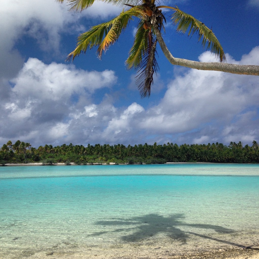 One Foot Island palm tree