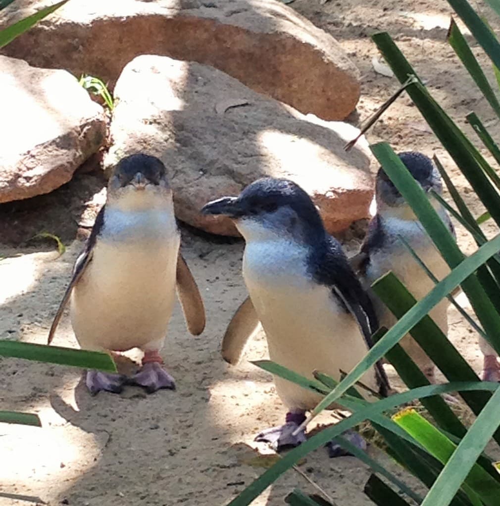 Penguins!