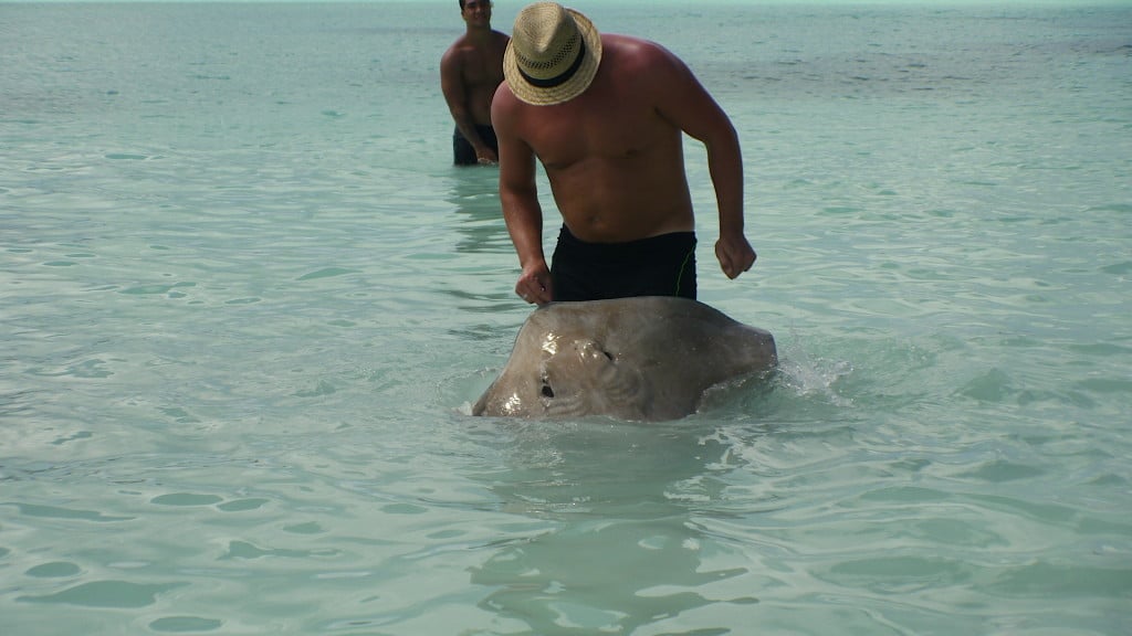 Ray feeding at Thalasso