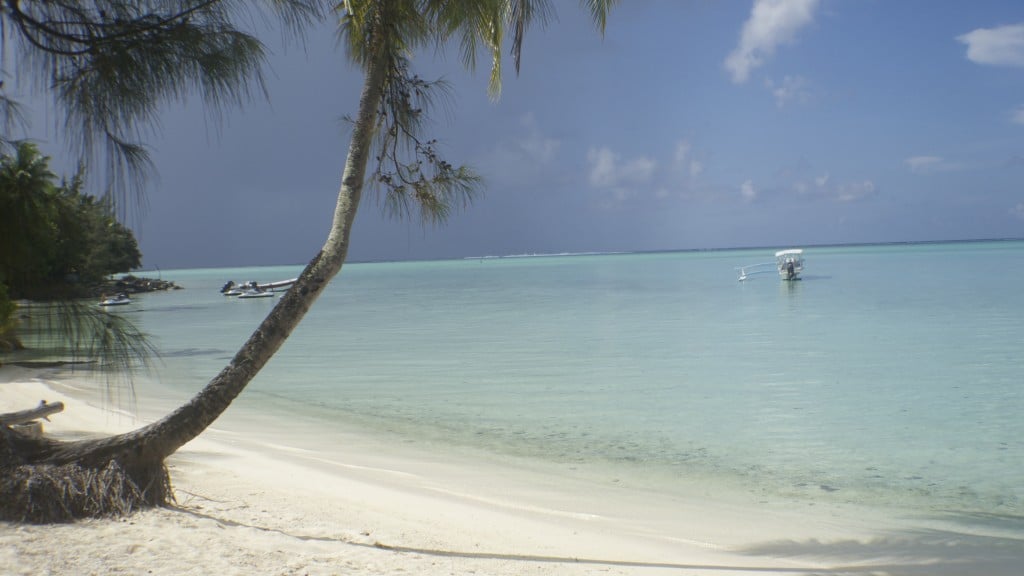 Palm tree in Bora Bora