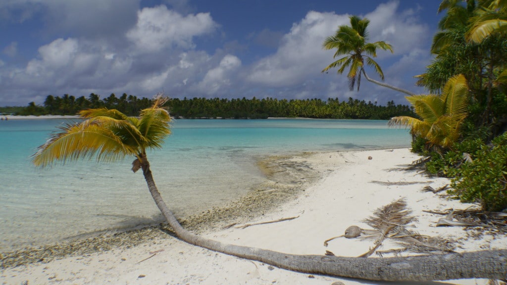 Palm tree at One Foot Island