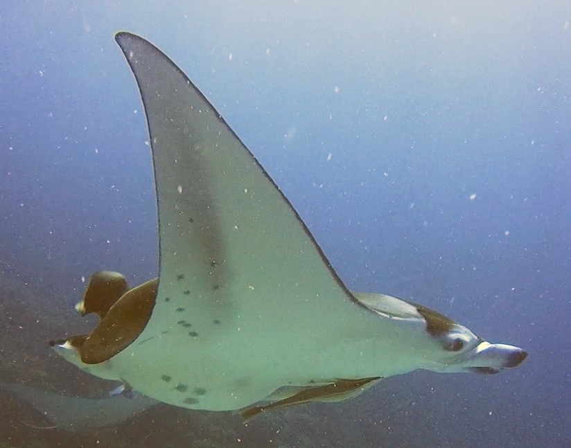 mantas in bora bora