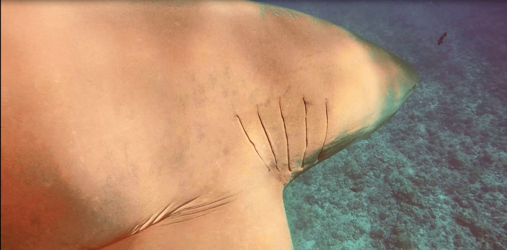 Lemon shark