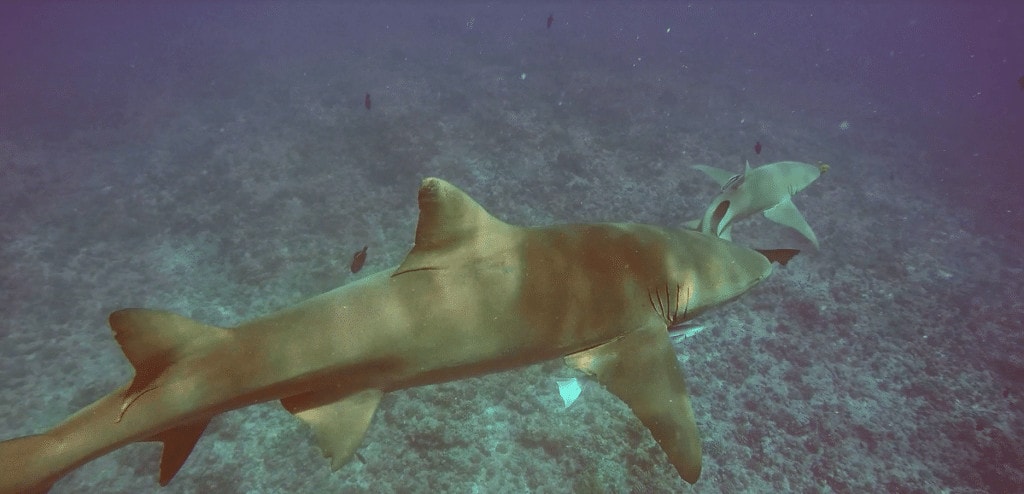 Lemon sharks