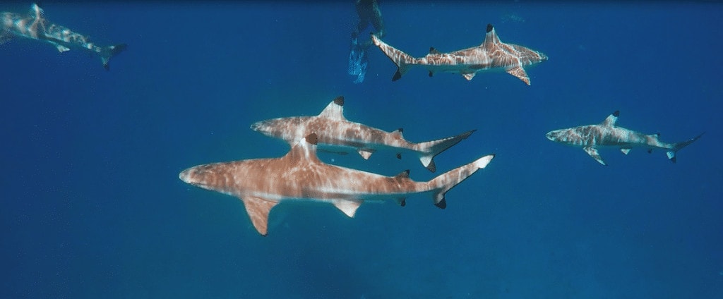 Black tip sharks