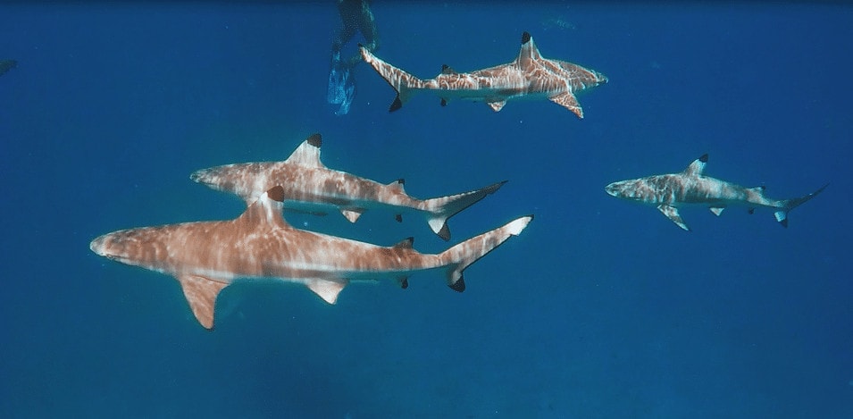 Black tip sharks