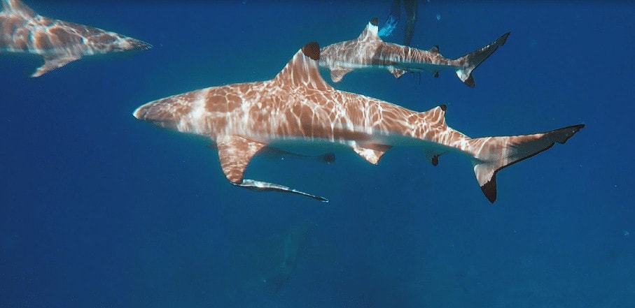 Black tip sharks in Bora Bora
