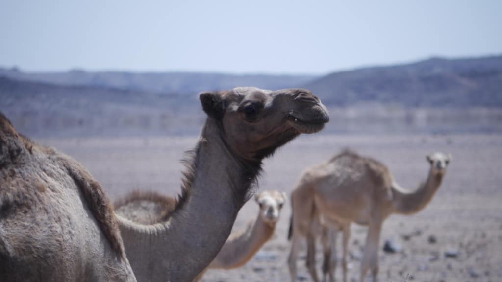 Camel in Djibouti