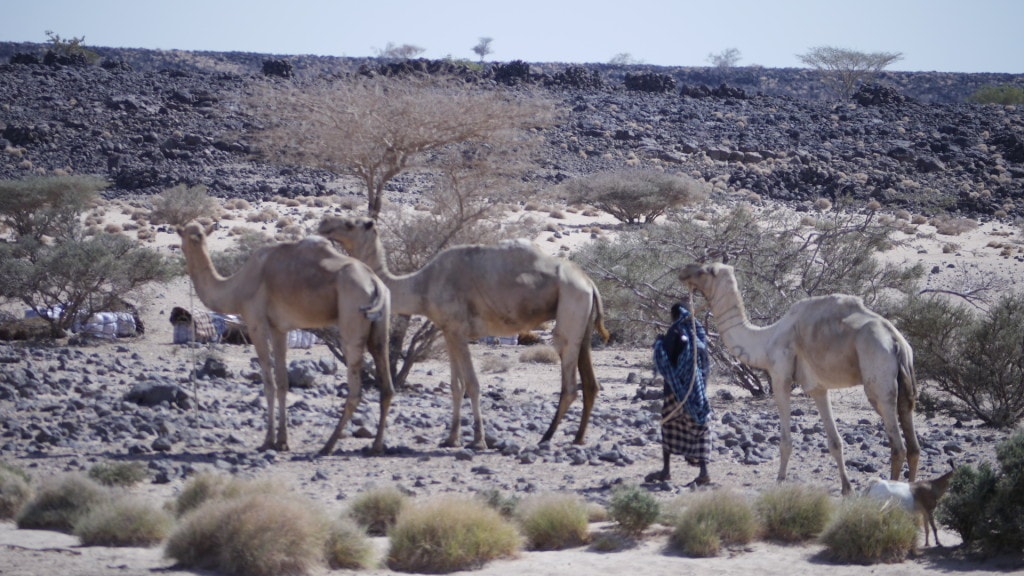 Nomads on the desert