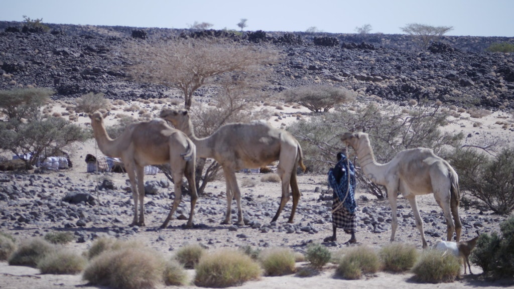 Smuggling tobacco from Ethiopia