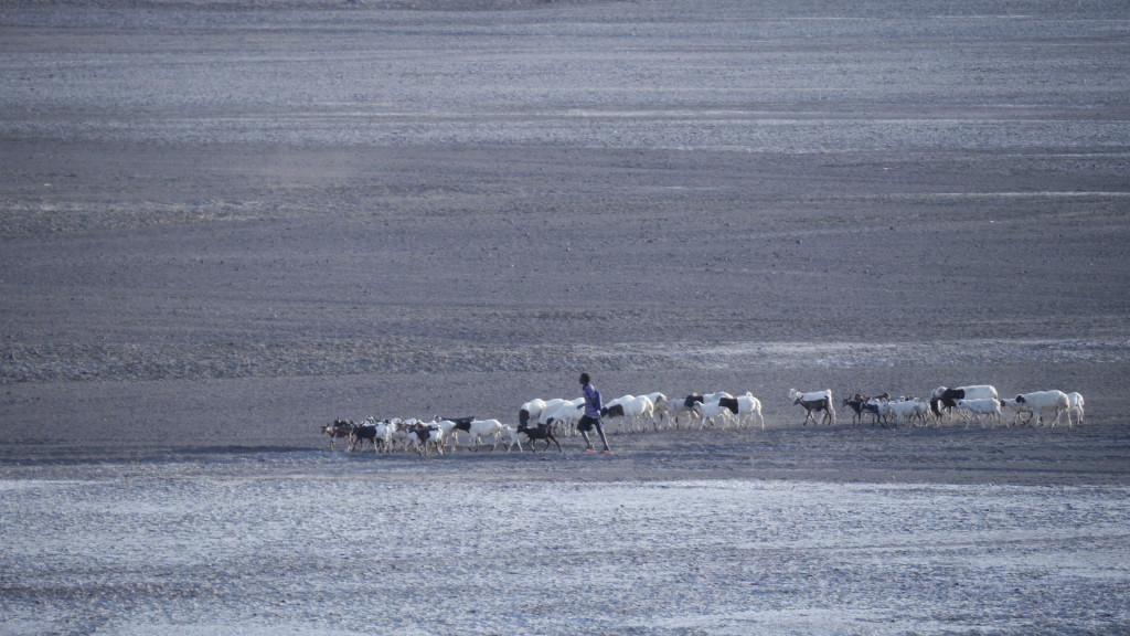 A nomad herding his cattle