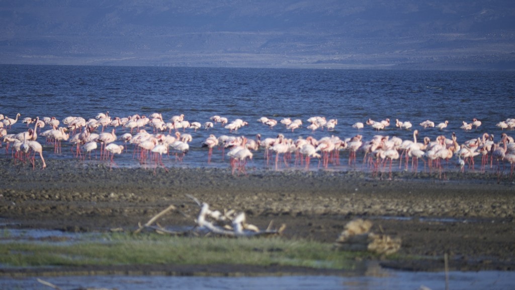 Flamingos in Lake Abbe