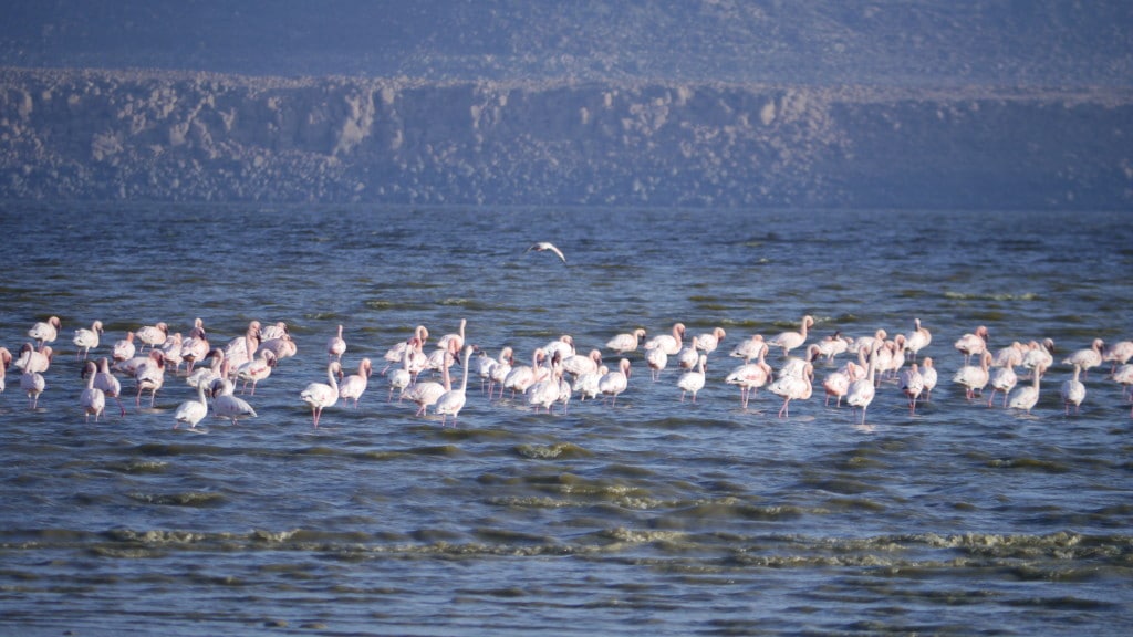 Famingos Lake Abbe