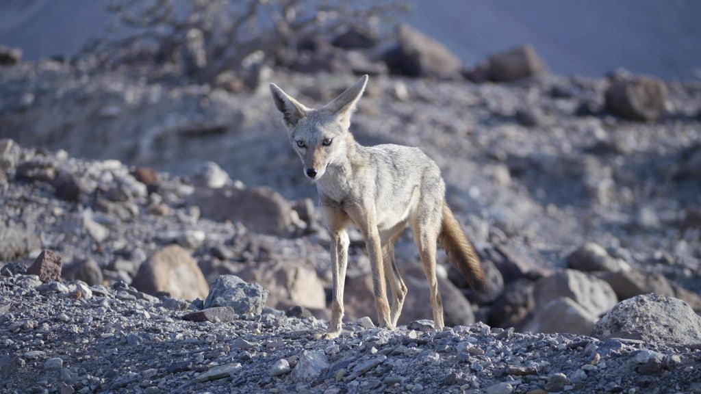 A jackal in Djibouti