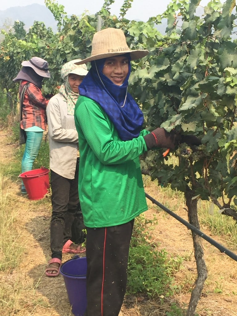 The grape picking team