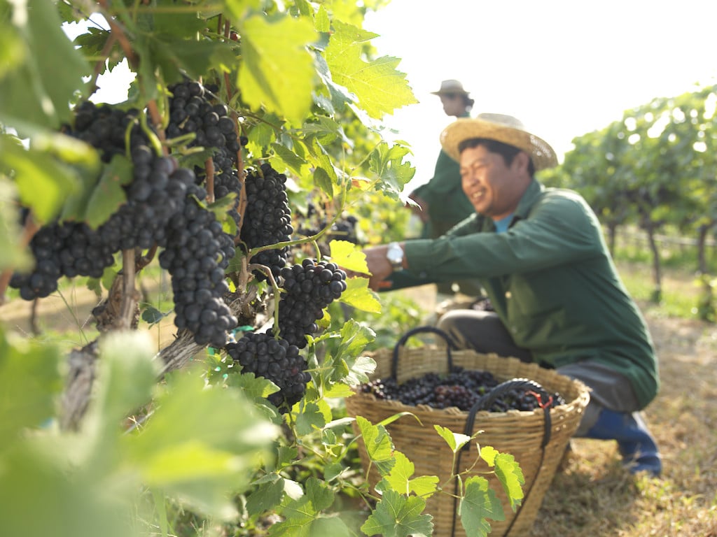 Thailand winery