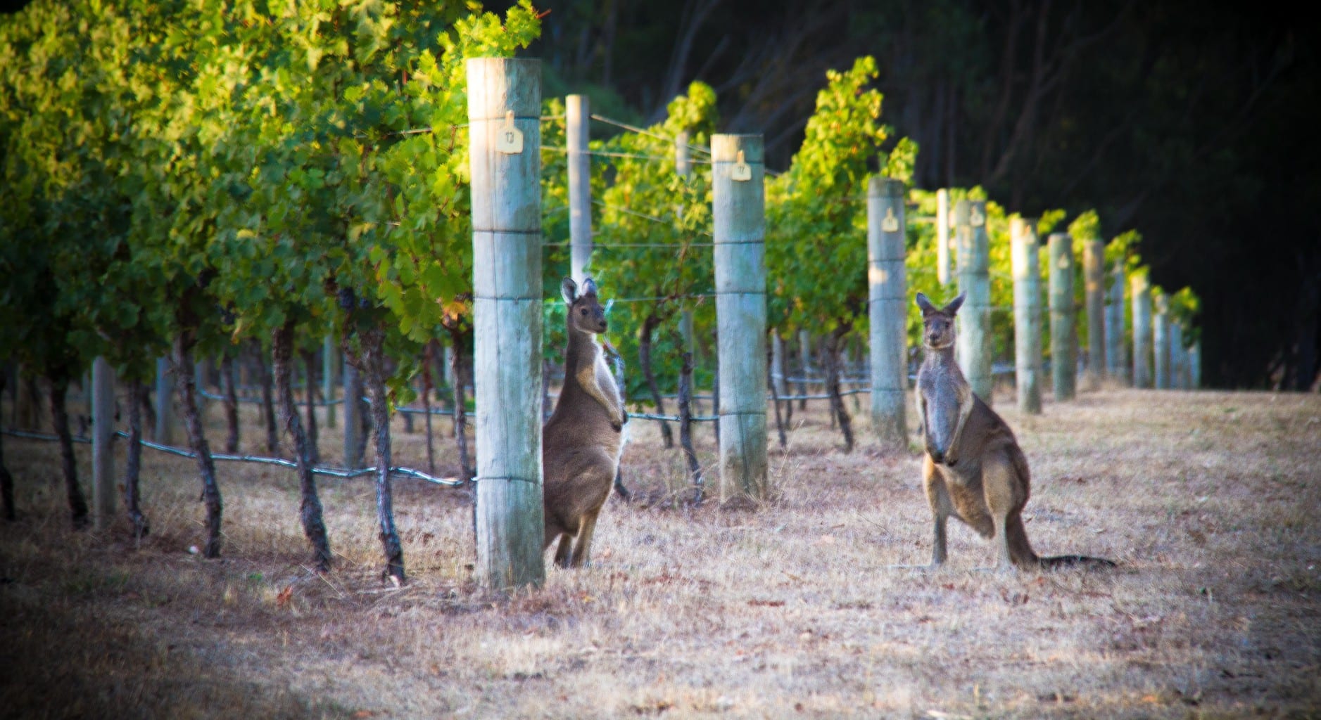 Kangaroo on Cape Mentelle vineyards