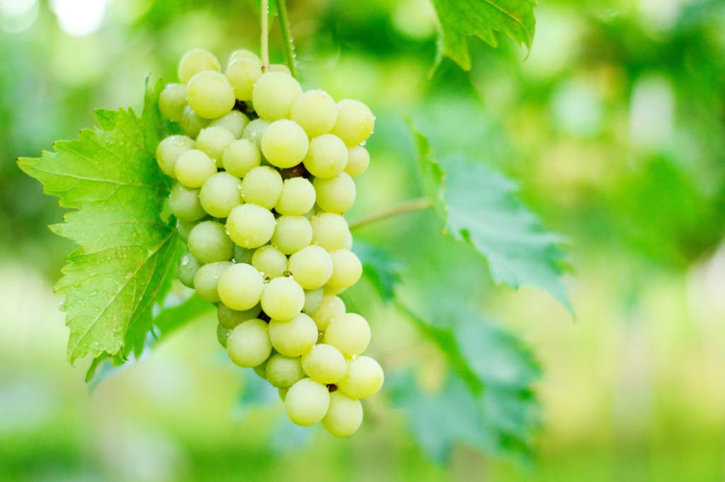 Balinese grapes in a bali winery