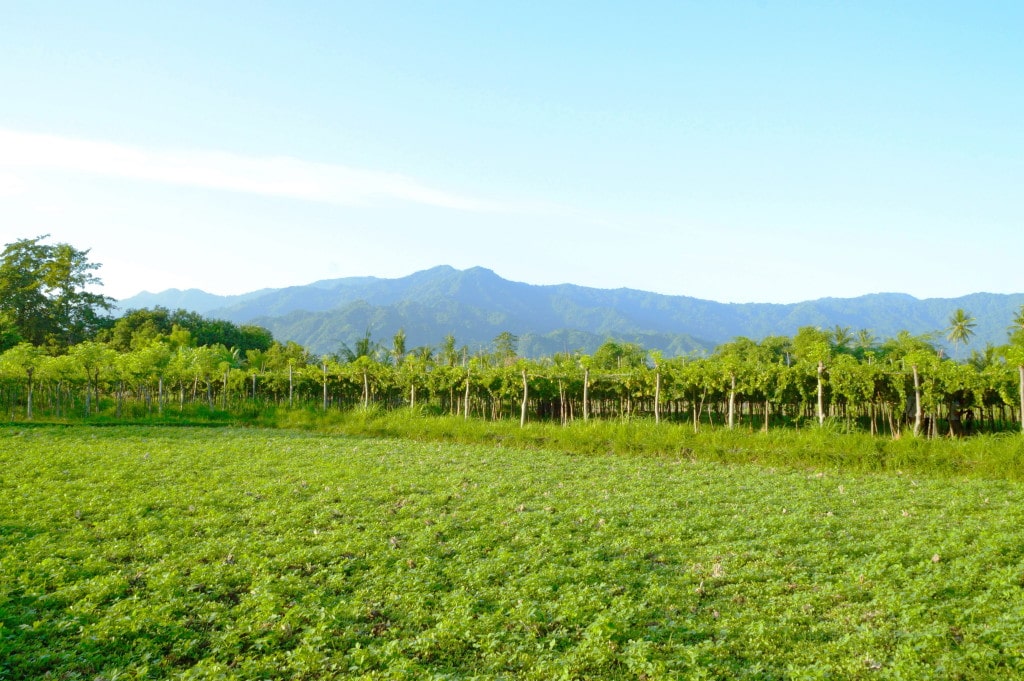 Vineyards in Bali