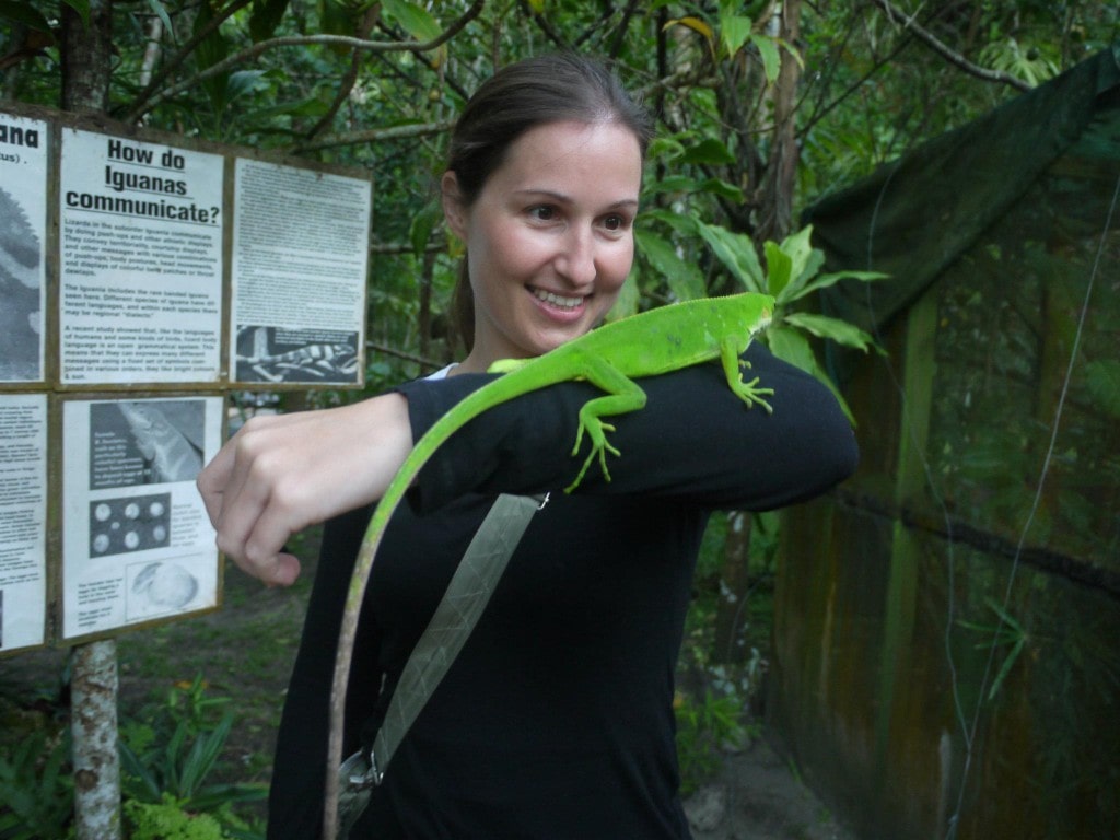 Iguana!