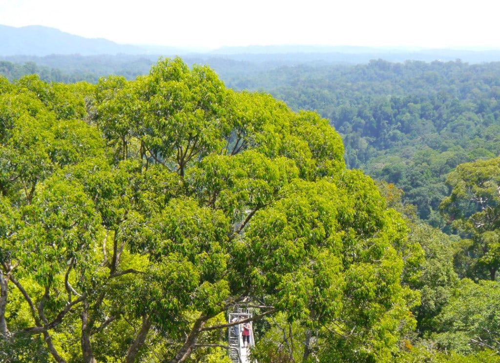 Brunei's Borneo Jungle